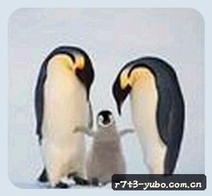 张磊
